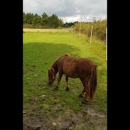 Anden særlig race Dyrholms Mille