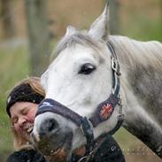 Dansk Varmblod Hestegaardens luigi