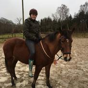 Anden særlig race Desiree
