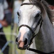 Welsh Pony (sec B) Bjerregaards Savannah