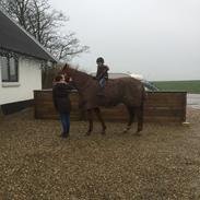 Svensk Varmblod Zelebien DM