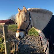 Fjordhest Hæstrups-kalos