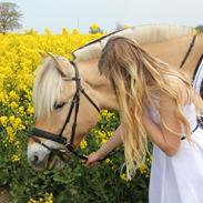 Fjordhest Hæstrups-kalos