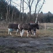 Irish Cob Crossbreed Chilco
