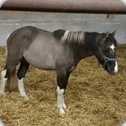 Irish Cob Crossbreed Chilco