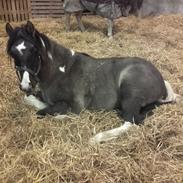 Irish Cob Crossbreed Chilco