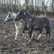 Irish Cob Crossbreed Chilco
