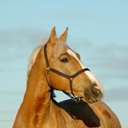 Palomino Made special