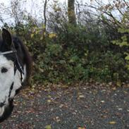 Irish Cob Equifree's Silas