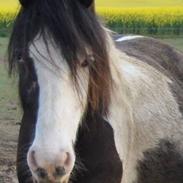 Irish Cob Equifree's Silas