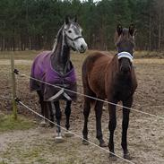 Anden særlig race Pachanga's Pendragon