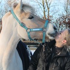 Fjordhest Åmosegaard's darling