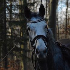 Holstener Casino's sweetheart