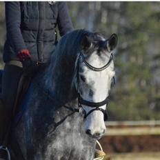 Holstener Casino's sweetheart