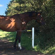 Trakehner Mølholm Eskobar 