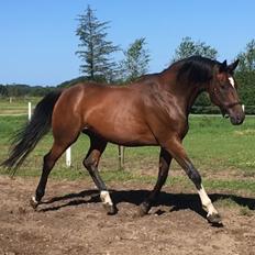 Trakehner Mølholm Eskobar 