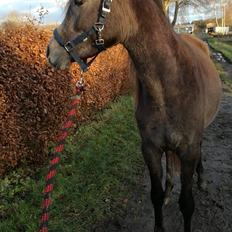 Arabisk fuldblod (OX) Grace