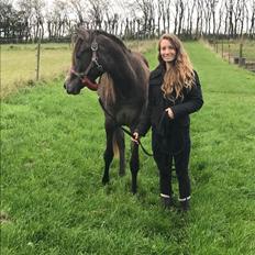 Arabisk fuldblod (OX) Grace