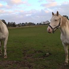 Knabstrupper Tjalfe af dutterup
