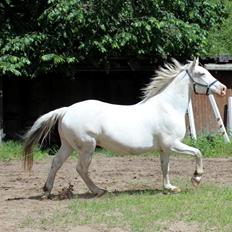 Knabstrupper Tjalfe af dutterup