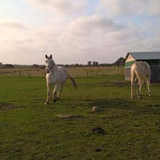 Knabstrupper Tjalfe af dutterup