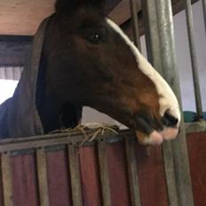 DSP Elmegaardens don-juan