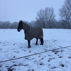 Frieser Tjitske maaike