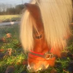 Shetlænder Lukas  himmel hest