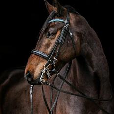 Dansk Varmblod Mølkroggårds Charlatan