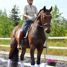 Dansk Varmblod Mølkroggårds Charlatan