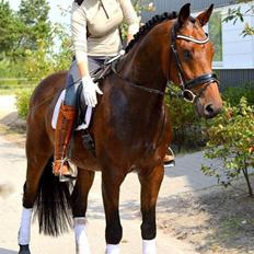 Dansk Varmblod Mølkroggårds Charlatan