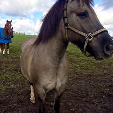 Anden særlig race Frodo 