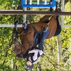Anden særlig race Freica 