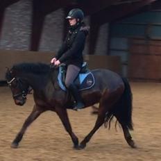 New Forest Spangsbo's Starlight