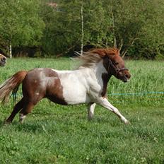 Anden særlig race Lucky Surprice