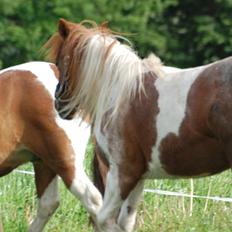 Anden særlig race Lucky Surprice