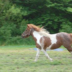 Anden særlig race Lucky Surprice