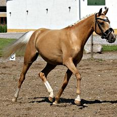 DSP First Petite Nobility