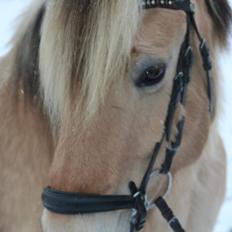 Fjordhest Filippa