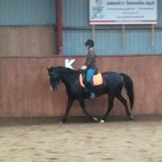 DSP Bæklunds Boy (pony jeg red)