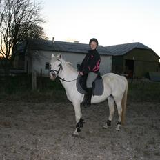 Welsh Mountain (sec A) Wendy