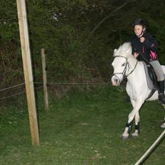 Welsh Mountain (sec A) Wendy
