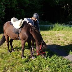 Islænder Godi fra Bakken 