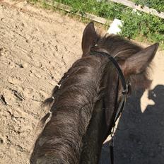 Islænder Godi fra Bakken 