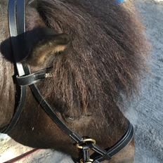 Islænder Godi fra Bakken 