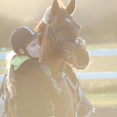 Tysk Sportspony Patricia