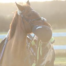 Tysk Sportspony Patricia