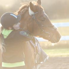 Tysk Sportspony Patricia