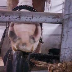 Anden særlig race Maja