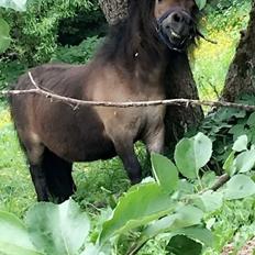 Shetlænder Bøgegaardens Bibbi